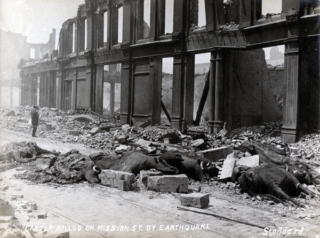 cattle,earthquake,san francisco,1906,building,dead cattle