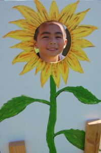 A new sunflower