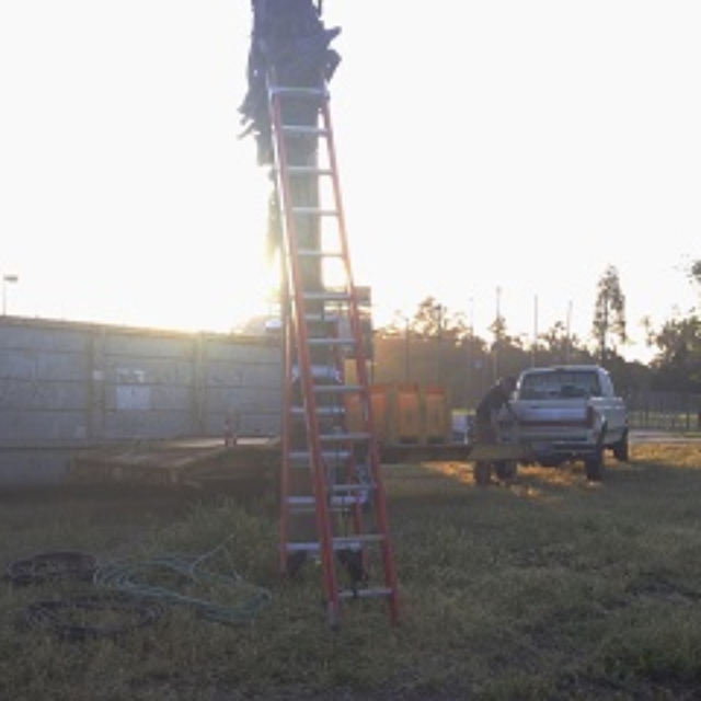 palm tree,truck,ladders,dumpster,worker